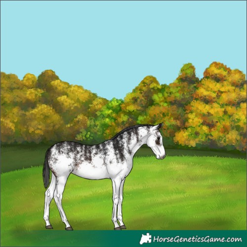 Horse Color:Gray White Spotted Brown