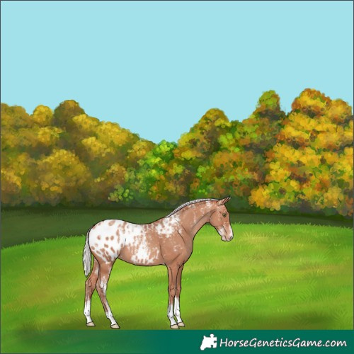 Horse Color:Powder White Silver Sable Champagne Appaloosa 