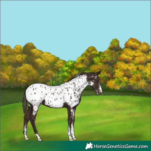 Horse Color:Powder White Liver Chestnut Appaloosa