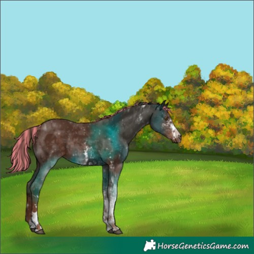 Horse Color:Painted Liver Chestnut Sabino Rabicano 
