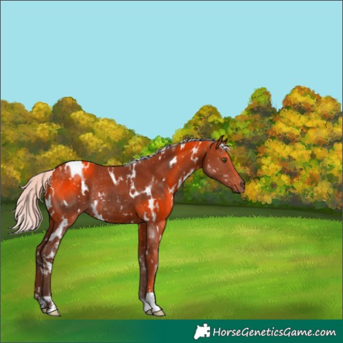Horse Color:White Spotted Silver Brown Rabicano 