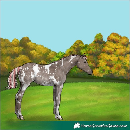 Horse Color:Painted White Spotted Silver Black Rabicano 
