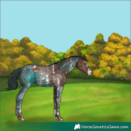 Horse Color:Liver Chestnut Sabino