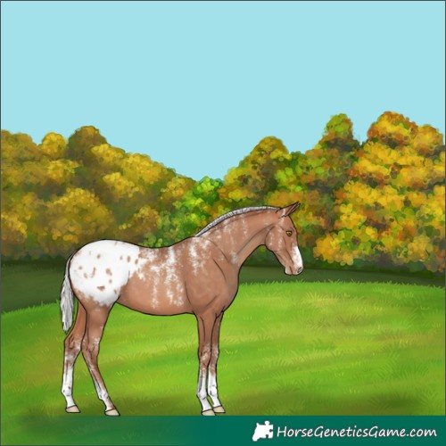 Horse Color:Powder White Silver Sable Champagne Appaloosa