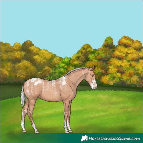 Horse Color:Powder White Silver Amber Champagne Snowflake Varnish 