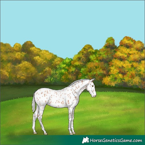Horse Color:Powder White Silver Sable Champagne Appaloosa