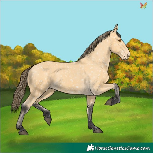 Horse Color:Buckskin Appaloosa  and Buckskin Appaloosa 