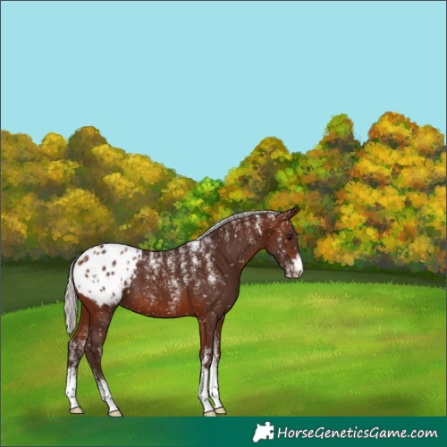 Horse Color:Powder White Silver Brown Appaloosa 