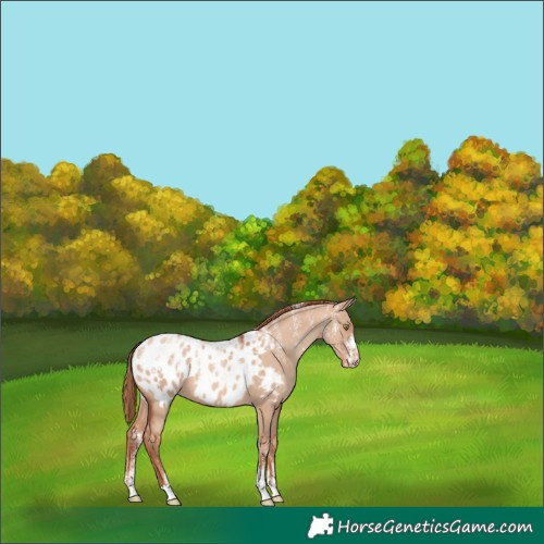 Horse Color:Powder White Gold Champagne Dun Appaloosa 