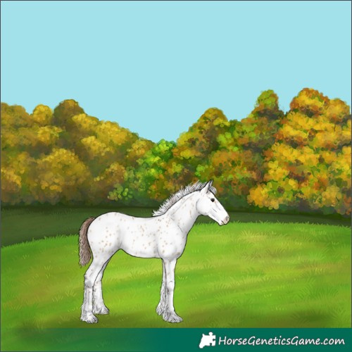 Horse Color:Powder White Red Dun Leopard 