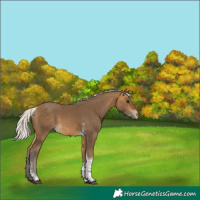 Horse Color:Silver Buckskin Tobiano Varnish