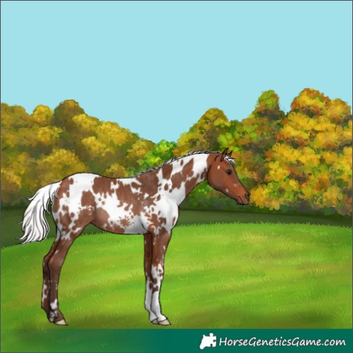 Horse Color:White Spotted Silver Brown Rabicano