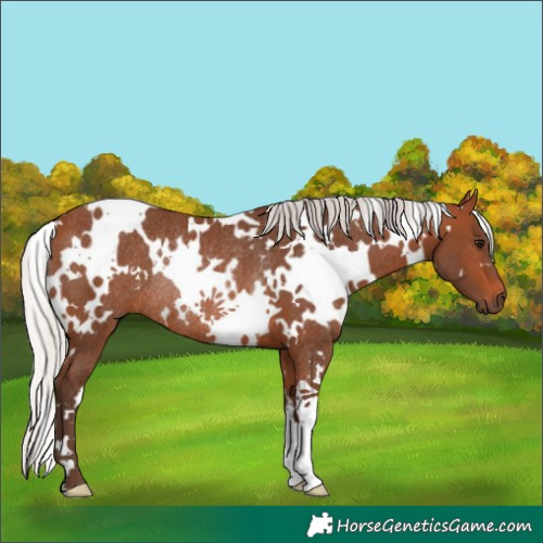 Horse Color:White Spotted Silver Brown Rabicano 