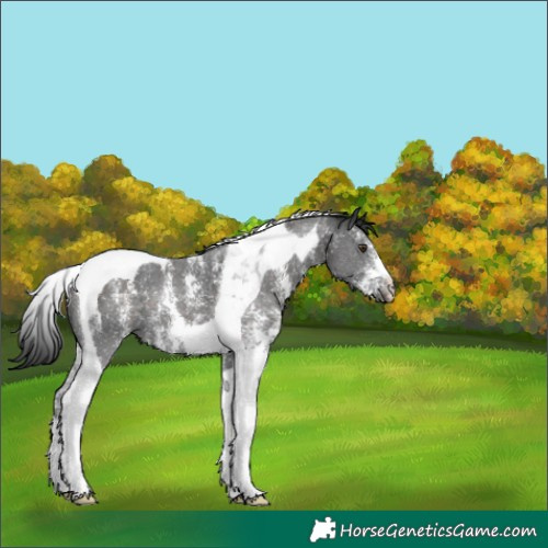 Horse Color:Liver Chestnut Sabino Tobiano 