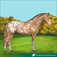 Horse Color:Chestnut Appaloosa  and Chestnut Appaloosa 
