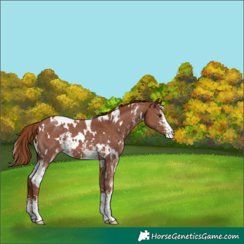 Horse Color:White Spotted Chestnut Sabino 