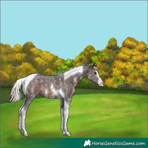 Horse Color:Silver Brown Sabino Tobiano 