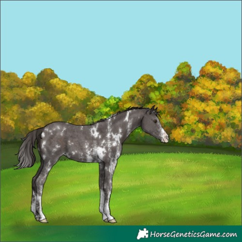 Horse Color:White Spotted Liver Chestnut Sabino 