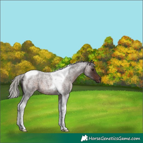 Horse Color:Silver Brown Roan Tobiano 