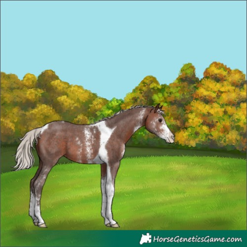 Horse Color:Silver Brown Sabino Tobiano 