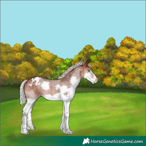 Horse Color:Silver Bay Roan Splash Appaloosa 