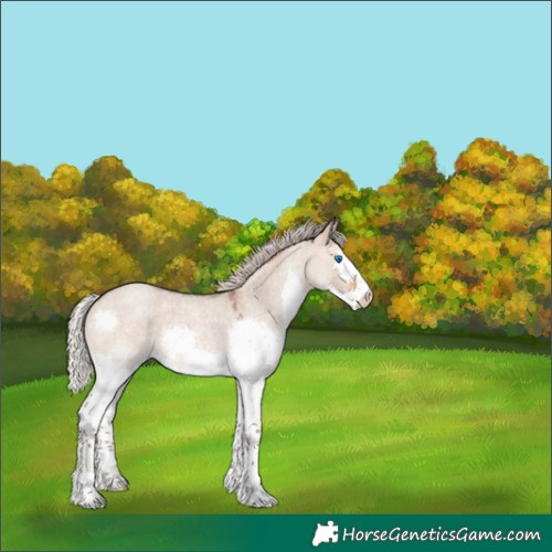 Horse Color:Silver Bay Roan Dun Splash 
