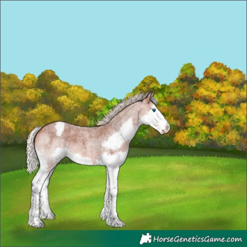 Horse Color:Silver Bay Roan Splash Appaloosa 