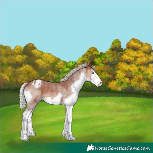 Horse Color:Silver Bay Roan Splash Varnish 
