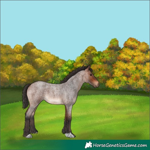 Horse Color:Bay Roan 