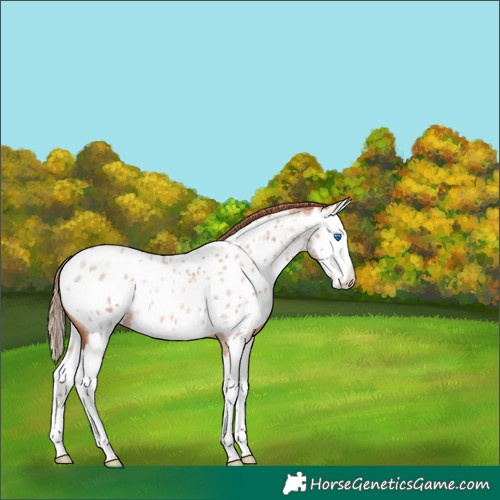 Horse Color:Gold Champagne Roan Splash Appaloosa 