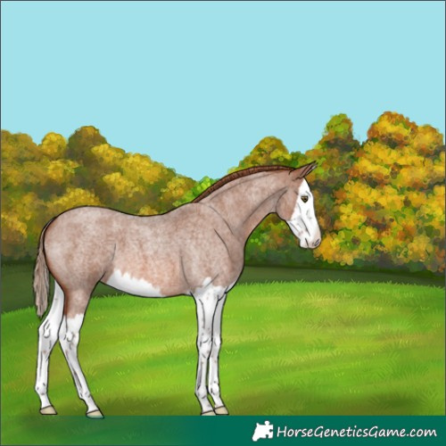 Horse Color:Red Roan Splash 
