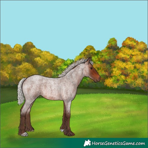 Horse Color:Silver Brown Roan 