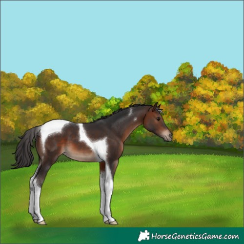 Horse Color:Brown Tobiano 