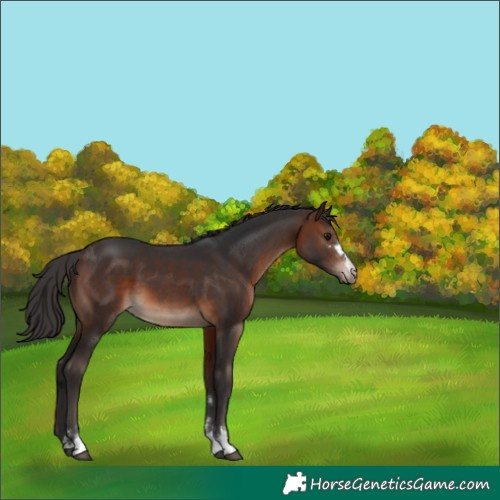 Horse Color:Brown 