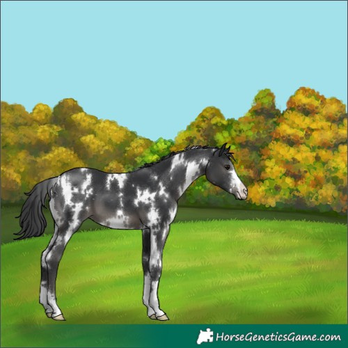 Horse Color:White Spotted Black 