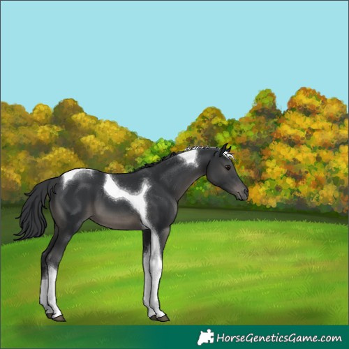 Horse Color:Black Tobiano 