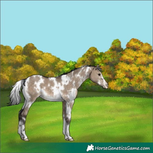Horse Color:White Spotted Brown Dun 