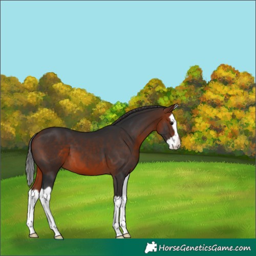 Horse Color:Bay Splash 