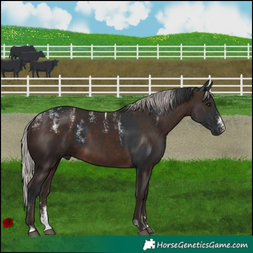 Horse Color:Powder White Black and Powder White Silver Brown