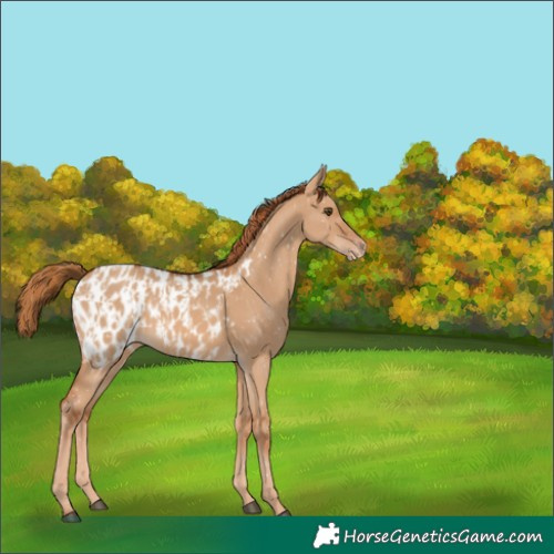 Horse Color:Red Dun Appaloosa  and Red Dun Appaloosa 