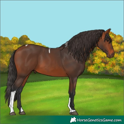 Horse Color:Bay Tobiano