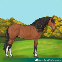 Horse Color:Bay Tobiano 
