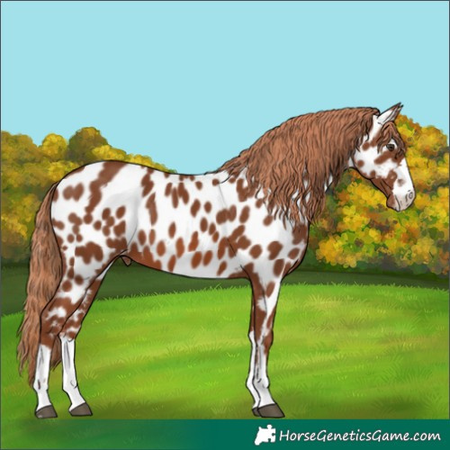 Horse Color:Chestnut Appaloosa 
