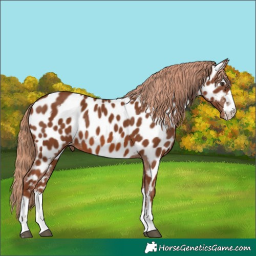 Horse Color:Chestnut Appaloosa 