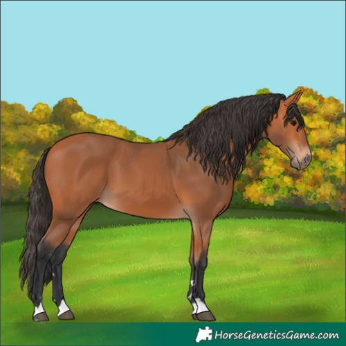 Horse Color:Bay 