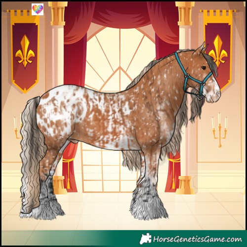 Horse Color:Bay Appaloosa  and White Spotted Chestnut Appaloosa 