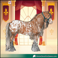 Horse Color:Bay Appaloosa and White Spotted Chestnut Appaloosa