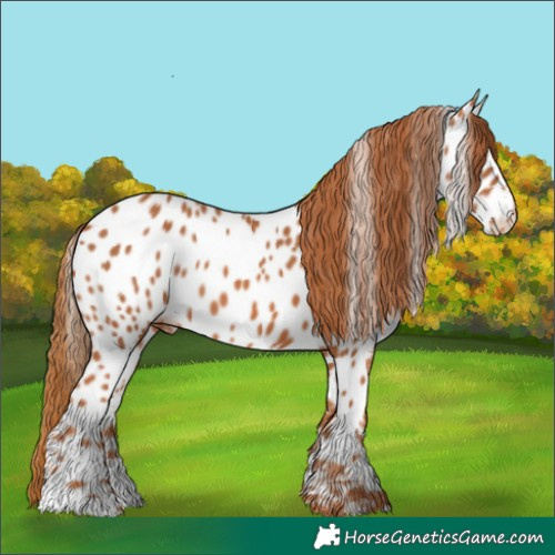 Horse Color:Chestnut Appaloosa