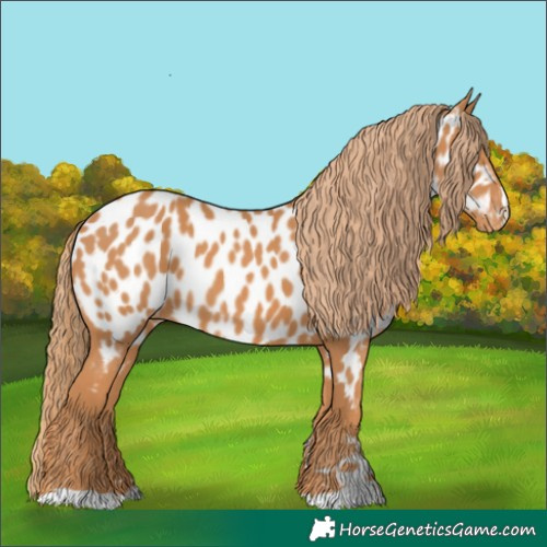 Horse Color:Chestnut Appaloosa