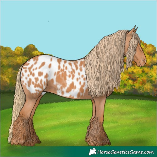 Horse Color:Chestnut Appaloosa 